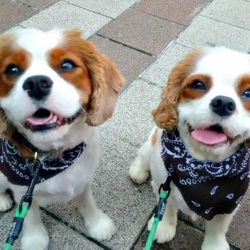 Two Cavalier King Charles spaniels wearing dark bandanas