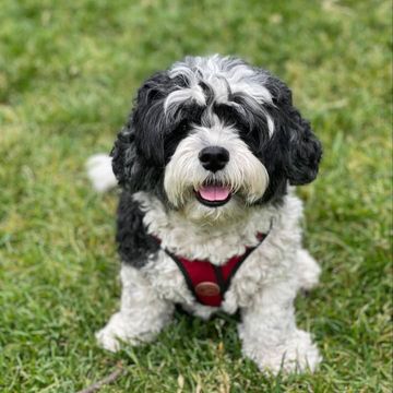 Black and white curly-haired dog in a red harness sitting in the grass