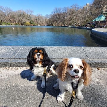 Two Cavalier King Charles spaniels sitting by a pond in the park