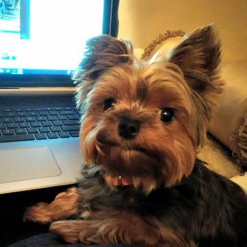 Yorkshire terrier resting beside a laptop