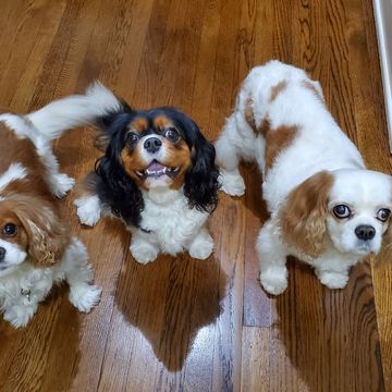 Three Cavalier King Charles spaniels looking up at the camera