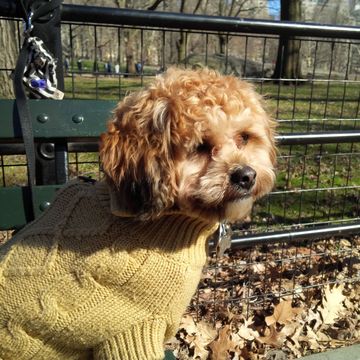 Curly tan dog in a yellow knit sweater at the park