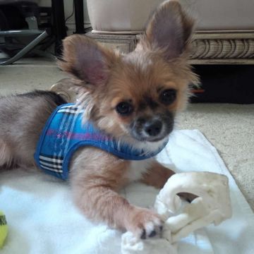 Chihuahua mix puppy in a plaid harness with a tennis ball