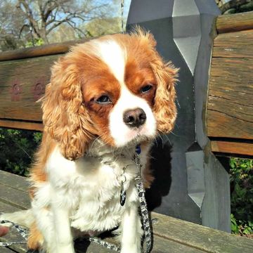 Cavalier King Charles spaniel sitting on a park bench