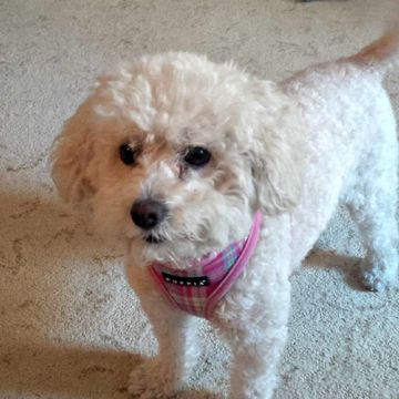 Fluffy cream-colored dog in a pink plaid harness