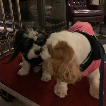 Two dogs nose to nose on a luggage cart