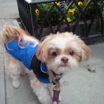 Small fluffy dog in a blue coat on the sidewalk