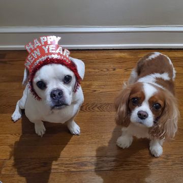 White dog in a Happy New Year headband next to a Cavalier
