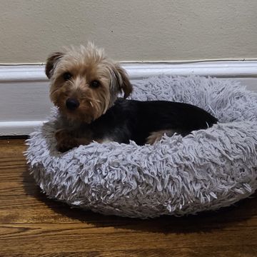 Yorkshire terrier lying in a fluffy gray dog bed