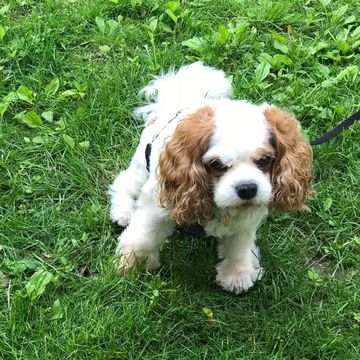 Cavalier King Charles spaniel standing in the grass