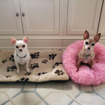 Two Chihuahuas, one on a paw-print bed and one in a fluffy pink bed