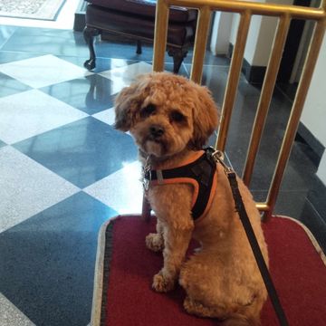 Curly tan dog in a harness sitting on a luggage cart
