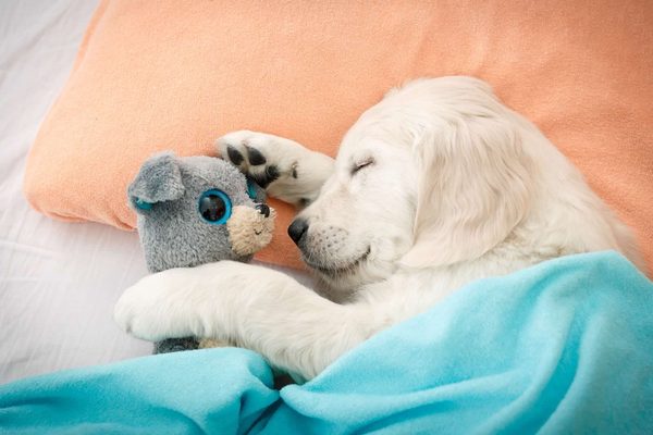 Sleeping golden puppy cuddling a stuffed toy under a blue blanket