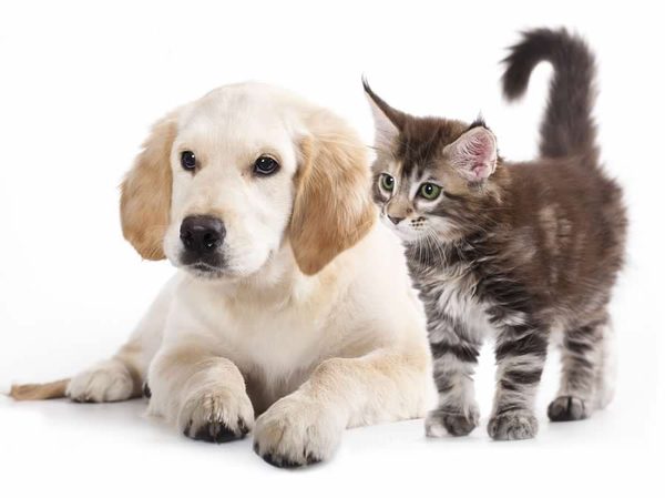 Golden retriever puppy and a kitten side by side