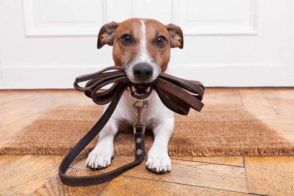 Jack Russell terrier holding a leash in his mouth