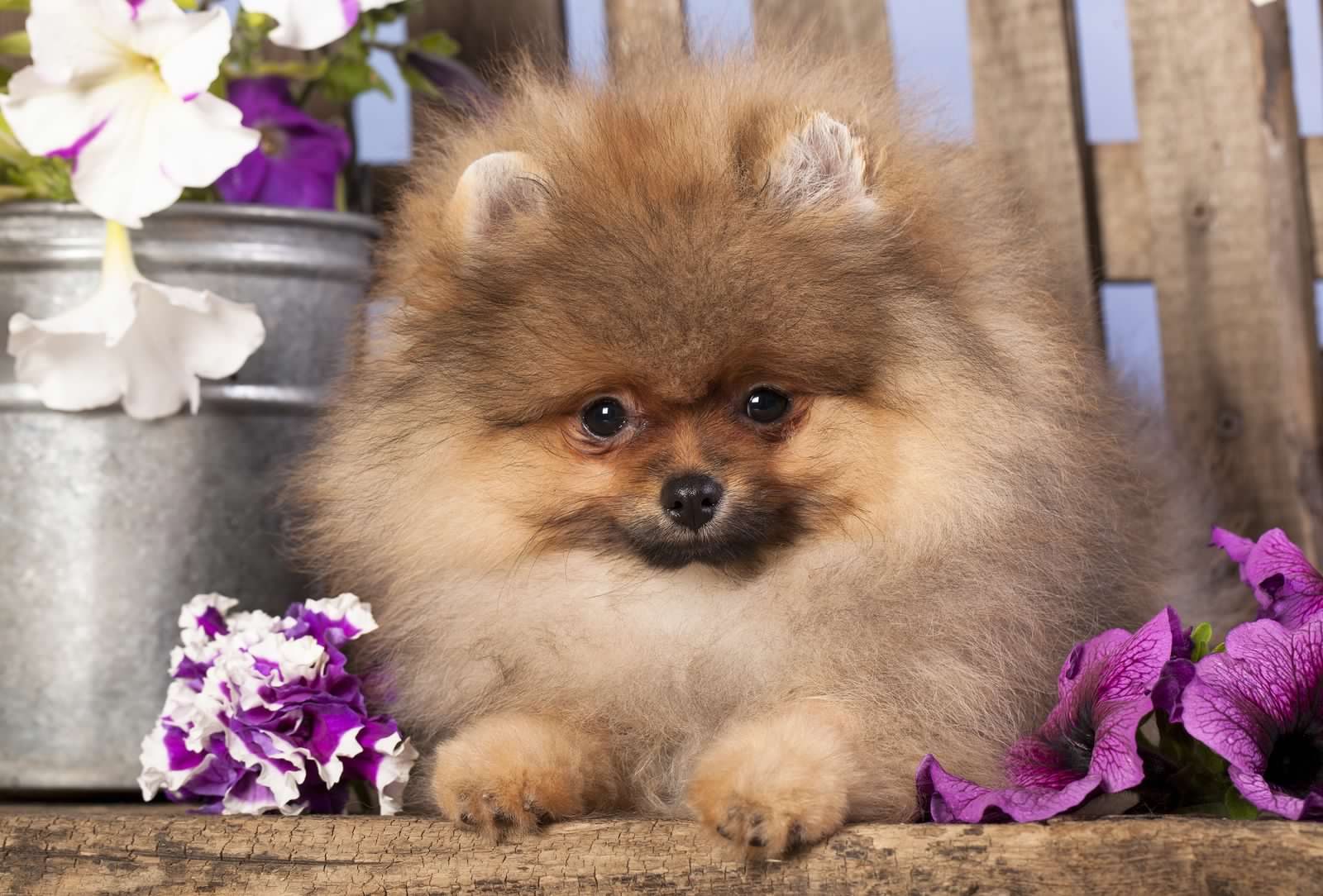 Fluffy Pomeranian puppy resting among purple and white petunias