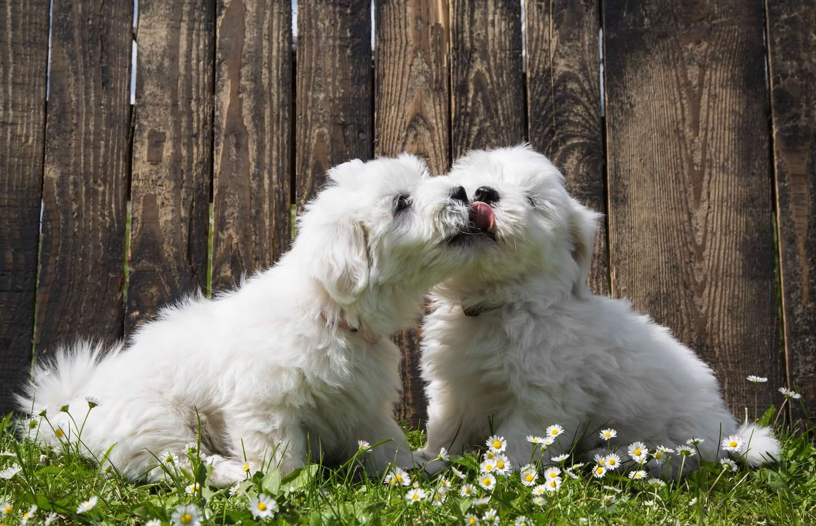 Two white puppies nuzzling in the grass among daisies