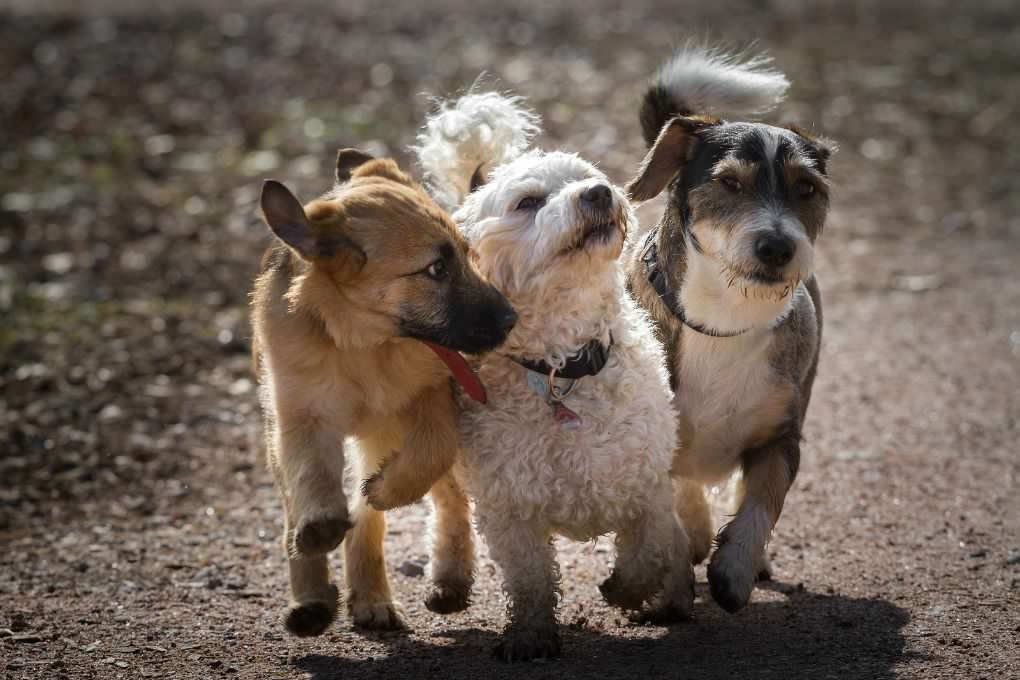 Three dogs trotting together on a gravel path